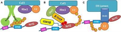 Challenges and Limitations of Targeting the Keap1-Nrf2 Pathway for Neurotherapeutics: Bach1 De-Repression to the Rescue